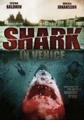     / Shark in Venice 