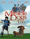     - / Miracle Dogs Too    